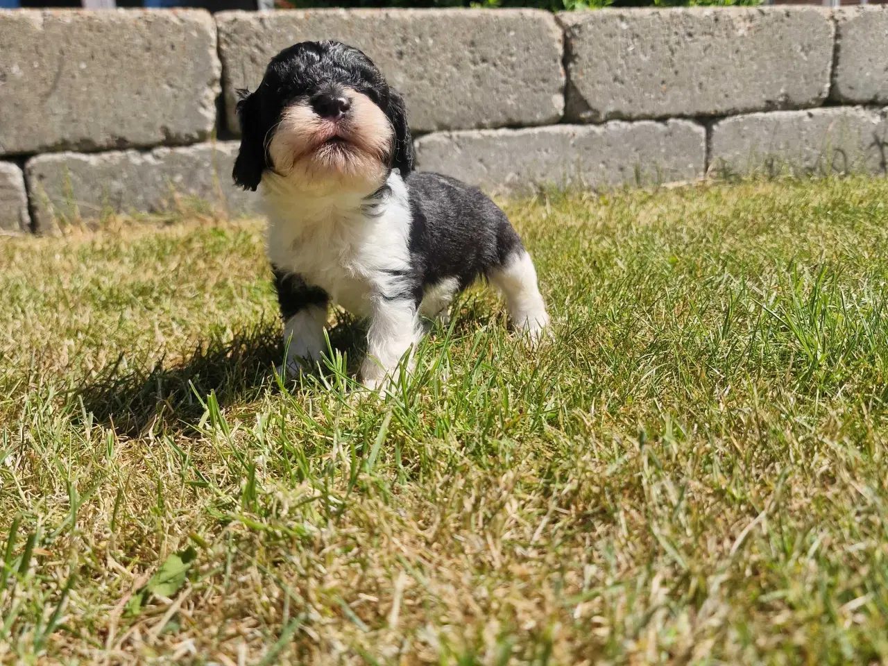 Billede 9 - Cavapoo