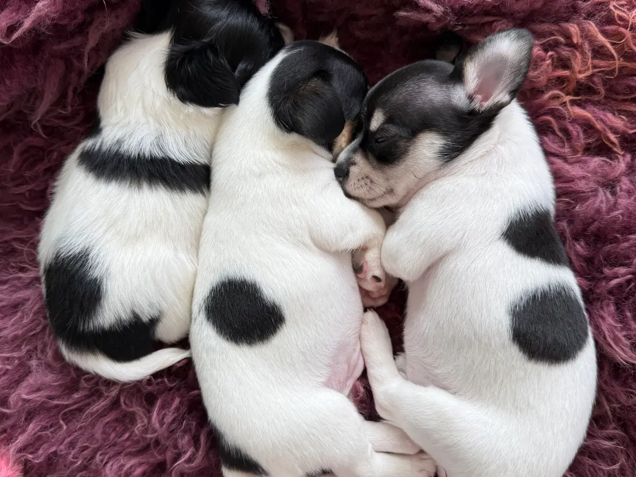 Billede 3 - Mini Chihuahua