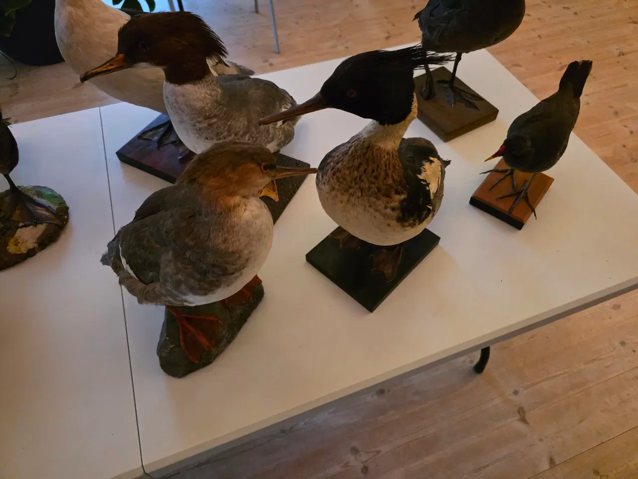 Billede 2 - Vandfugle sælges, enten samlet eller hver for sig