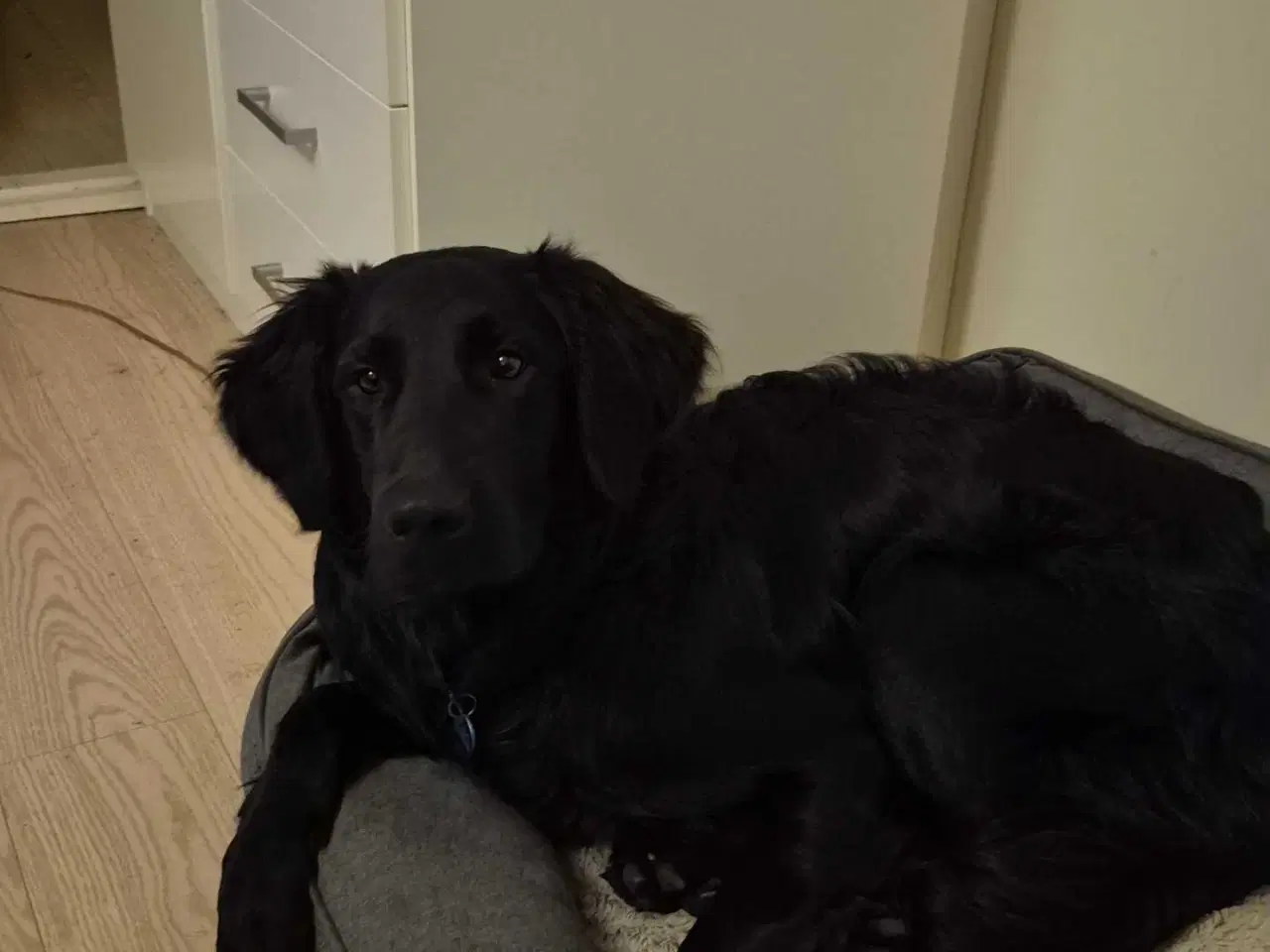 Billede 1 - Hund