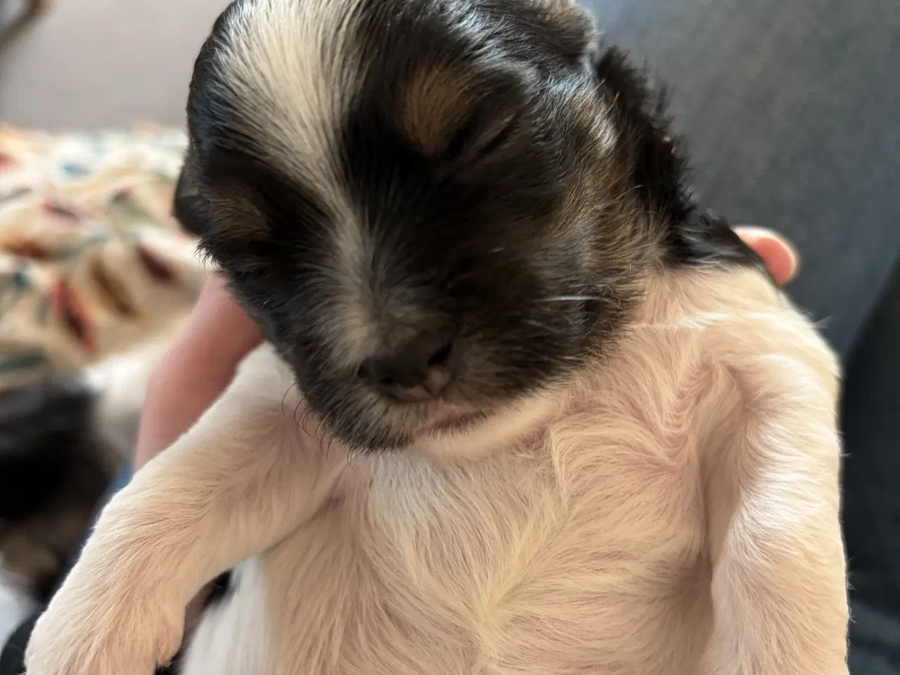 Billede 2 - Blandingsrace hundehvalp