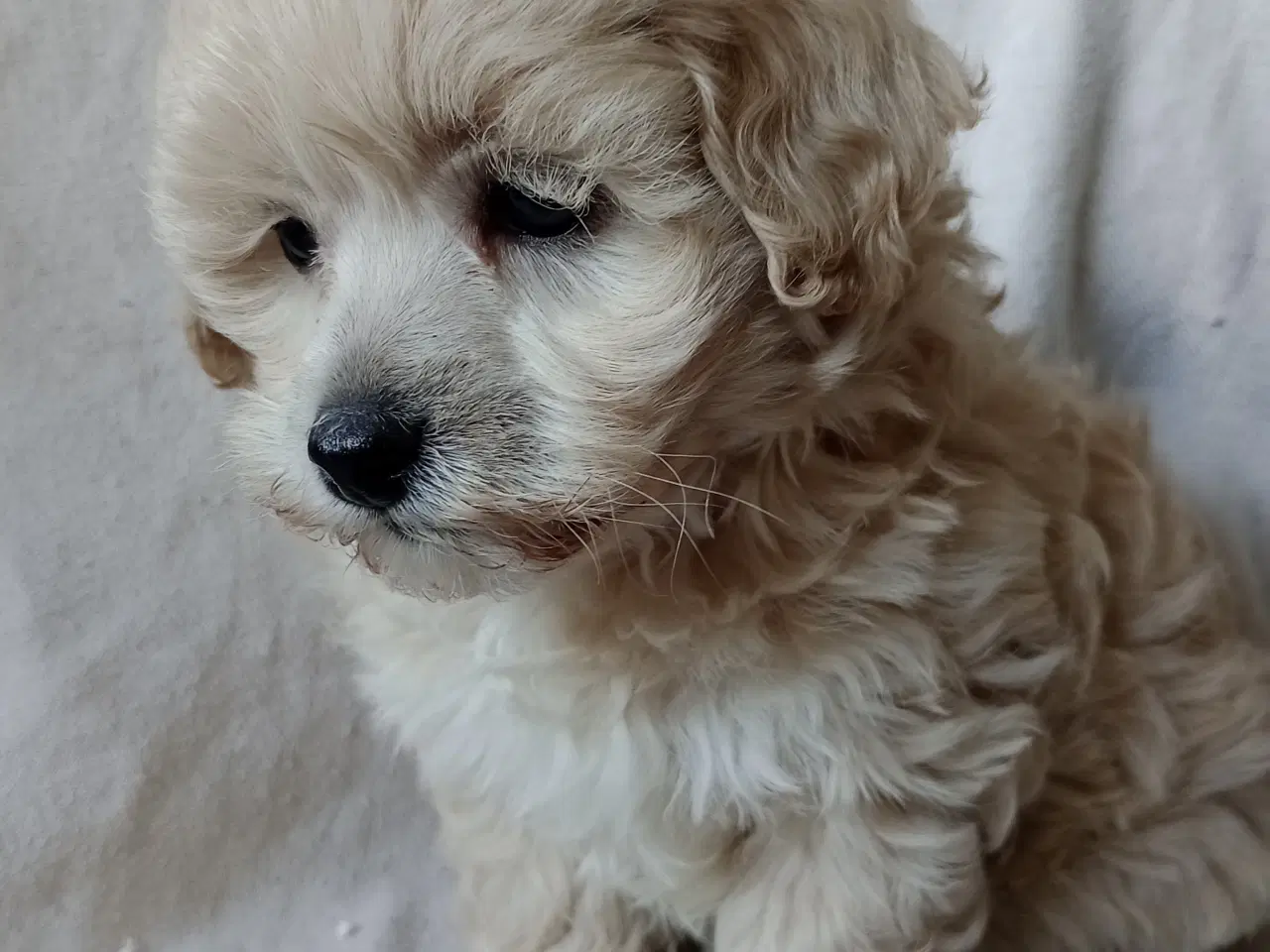 Billede 12 - Maltipoo hvalpe