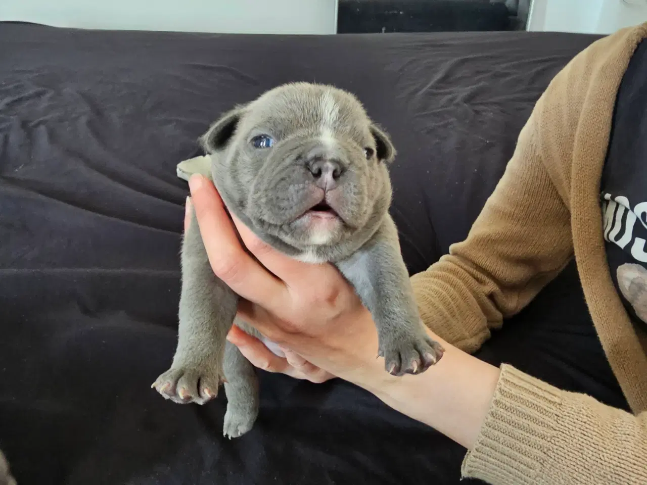 Billede 6 - American bully 