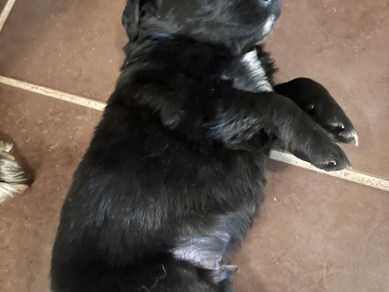 Billede 14 - Familie hunde søger nyt hjem