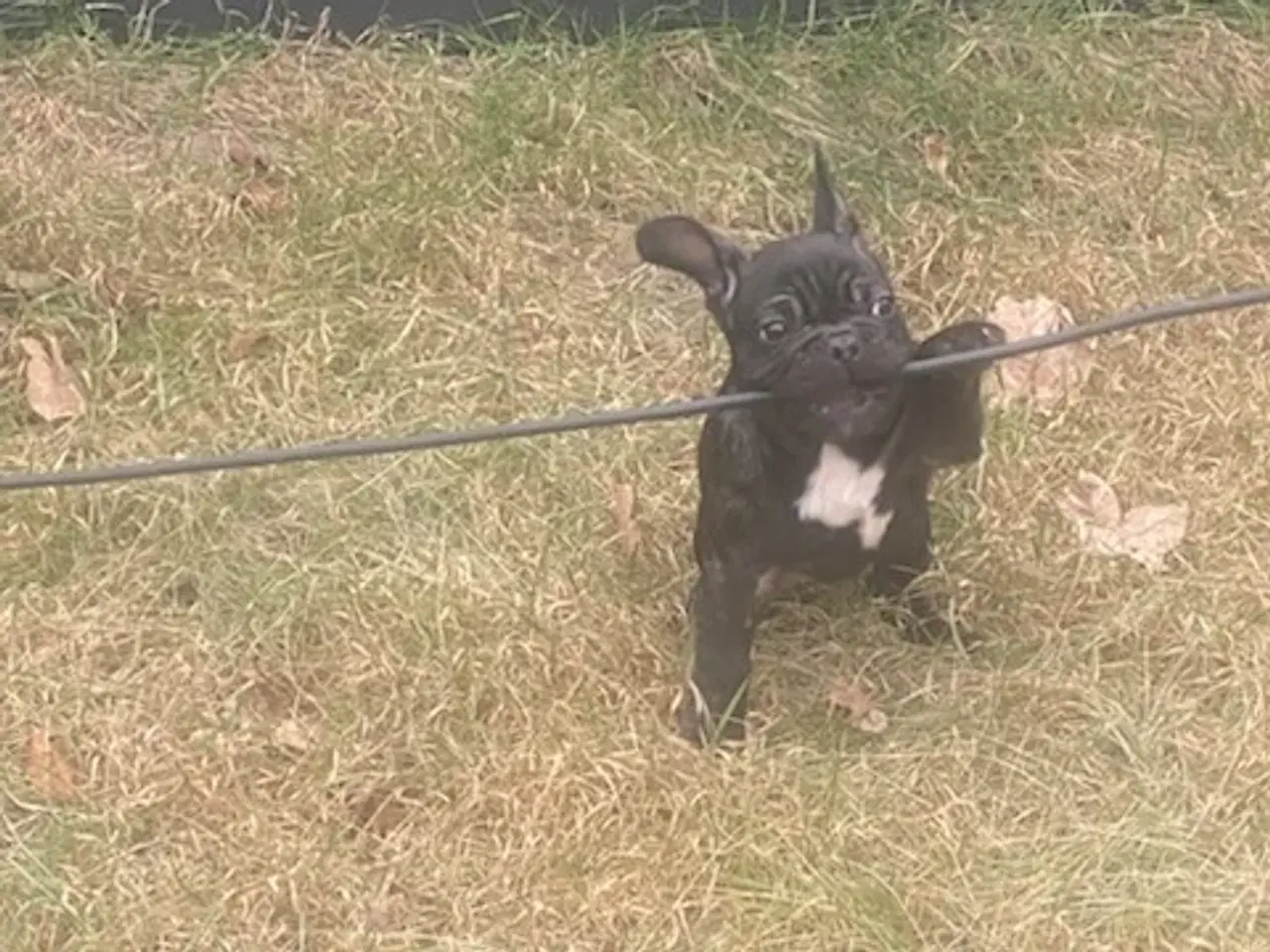 Billede 13 - Fransk bulldog hvalp