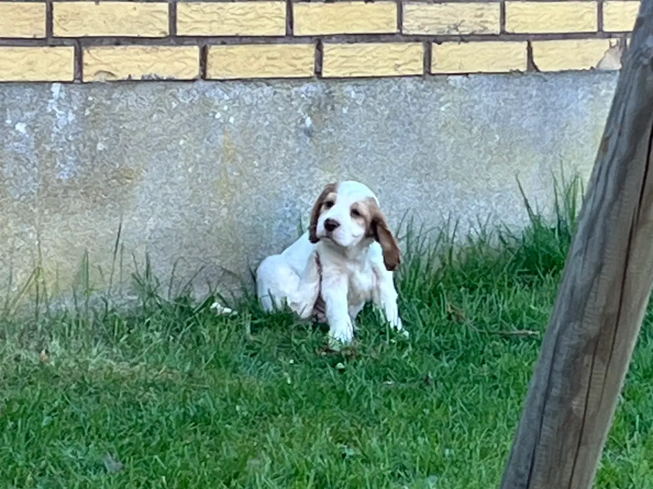 Billede 1 - Stue opdrætte cocker spaniel 