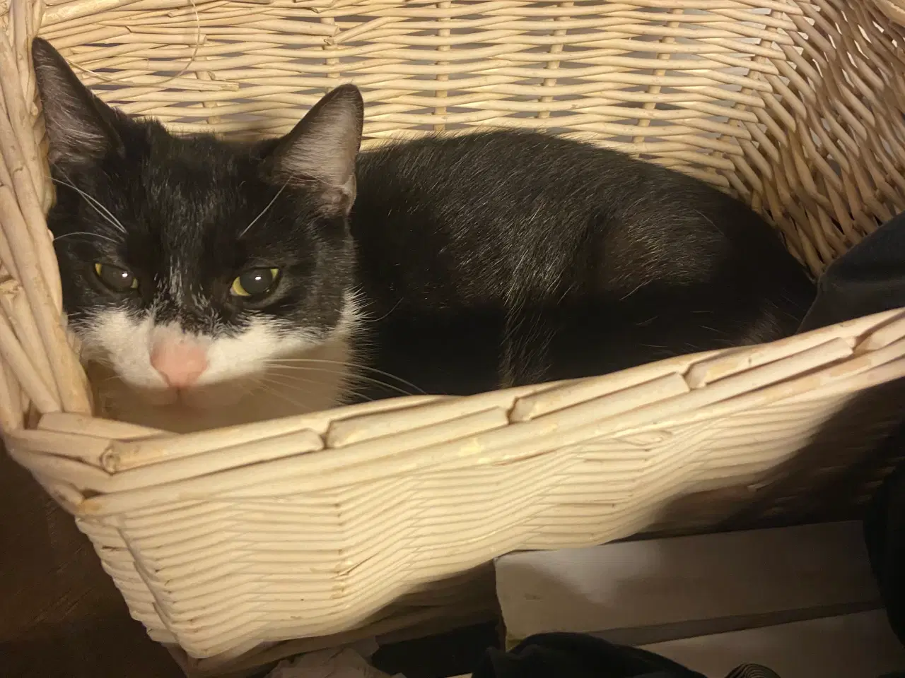 Billede 1 - hunkat på 2 år søger nyt hjem