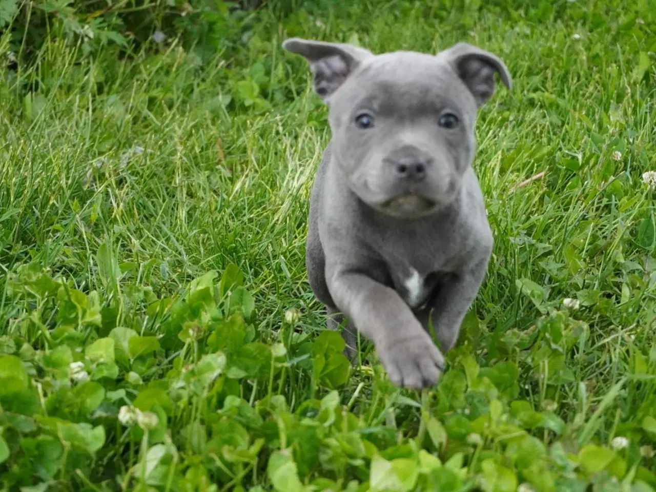 Billede 2 - Engelsk staffordshire bullterrier