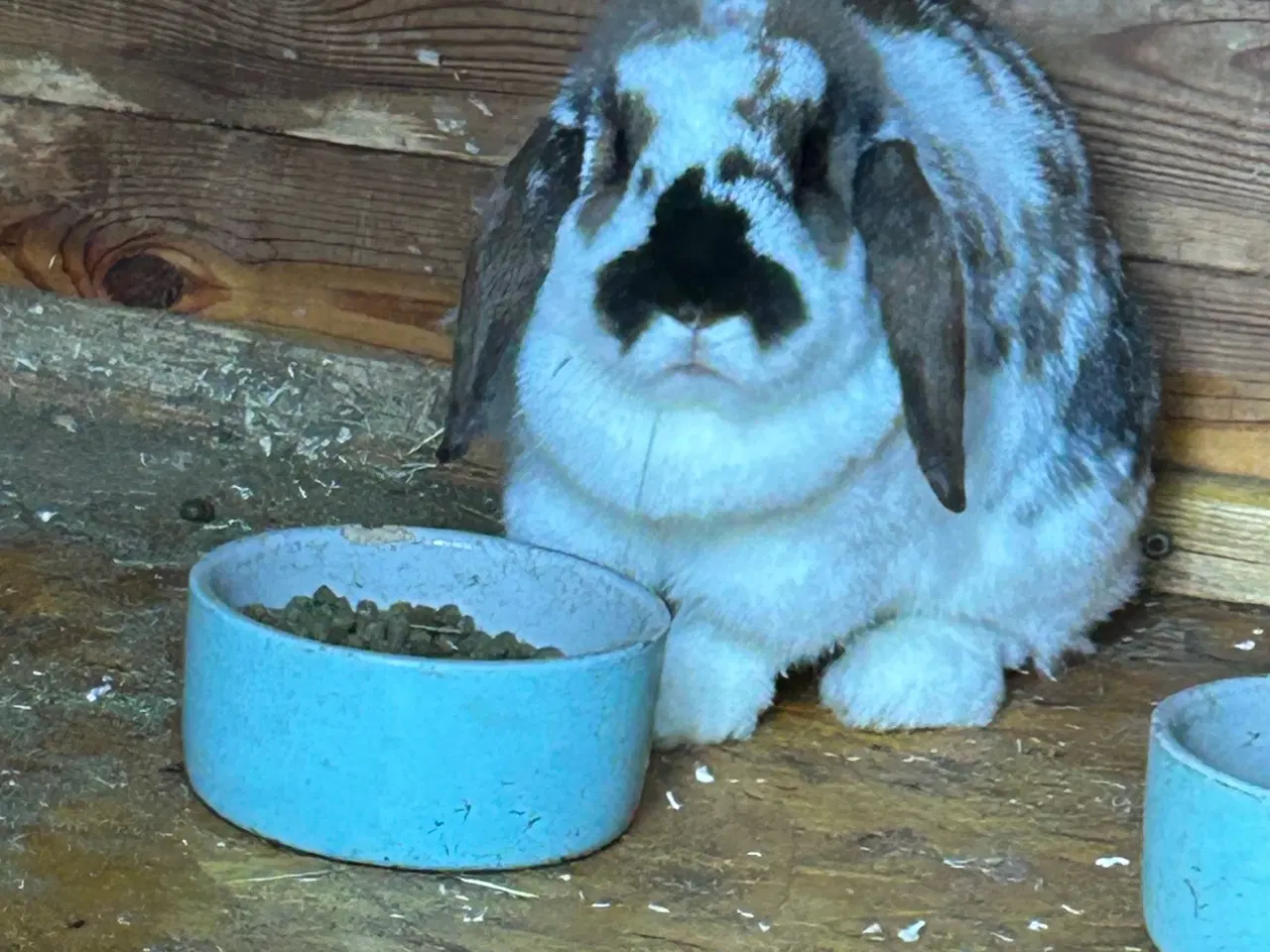 Billede 2 - Kælende kaniner 