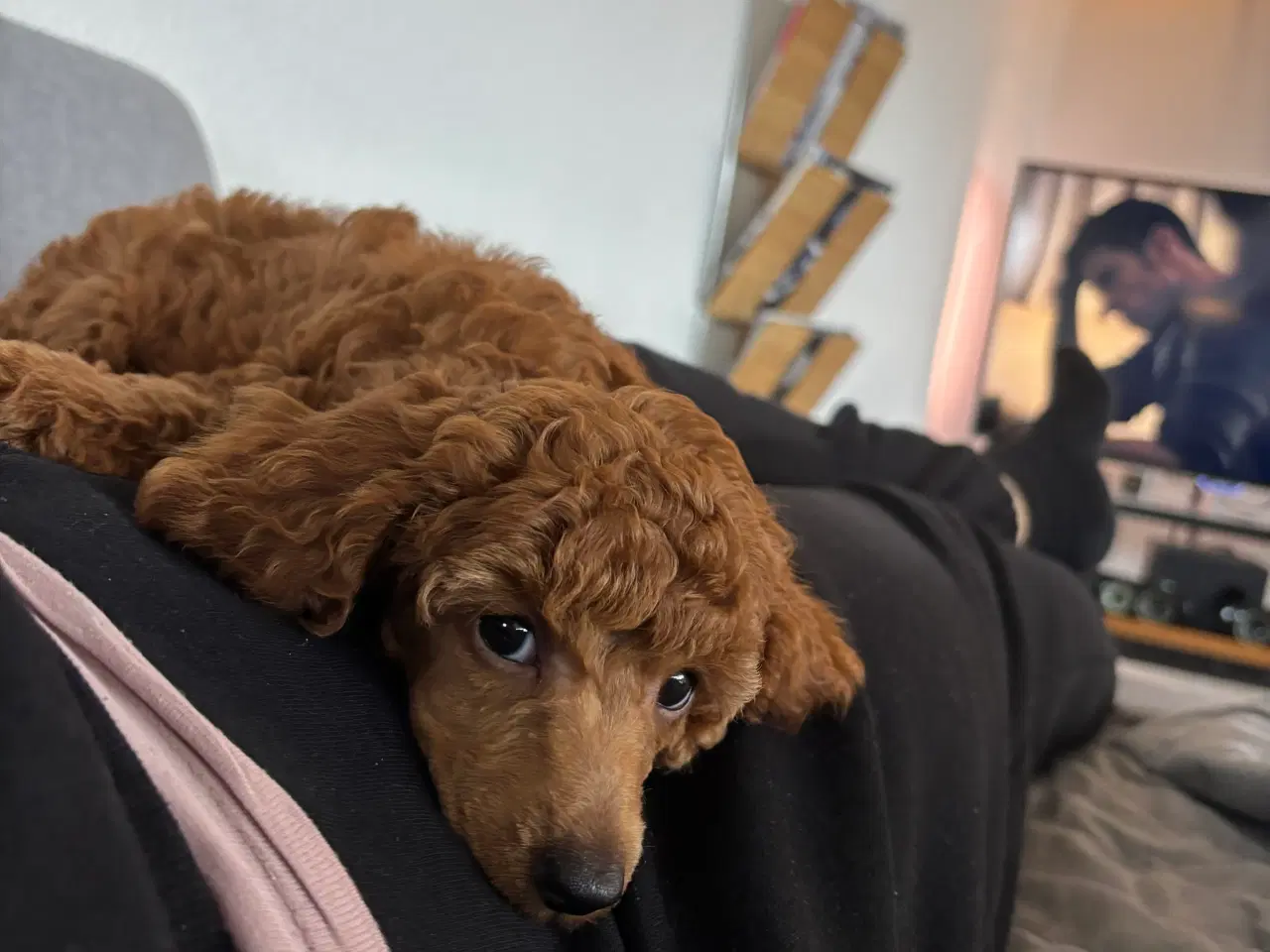 Billede 5 - 9 uger gammel dværg puddel tæve søger nyt hjem