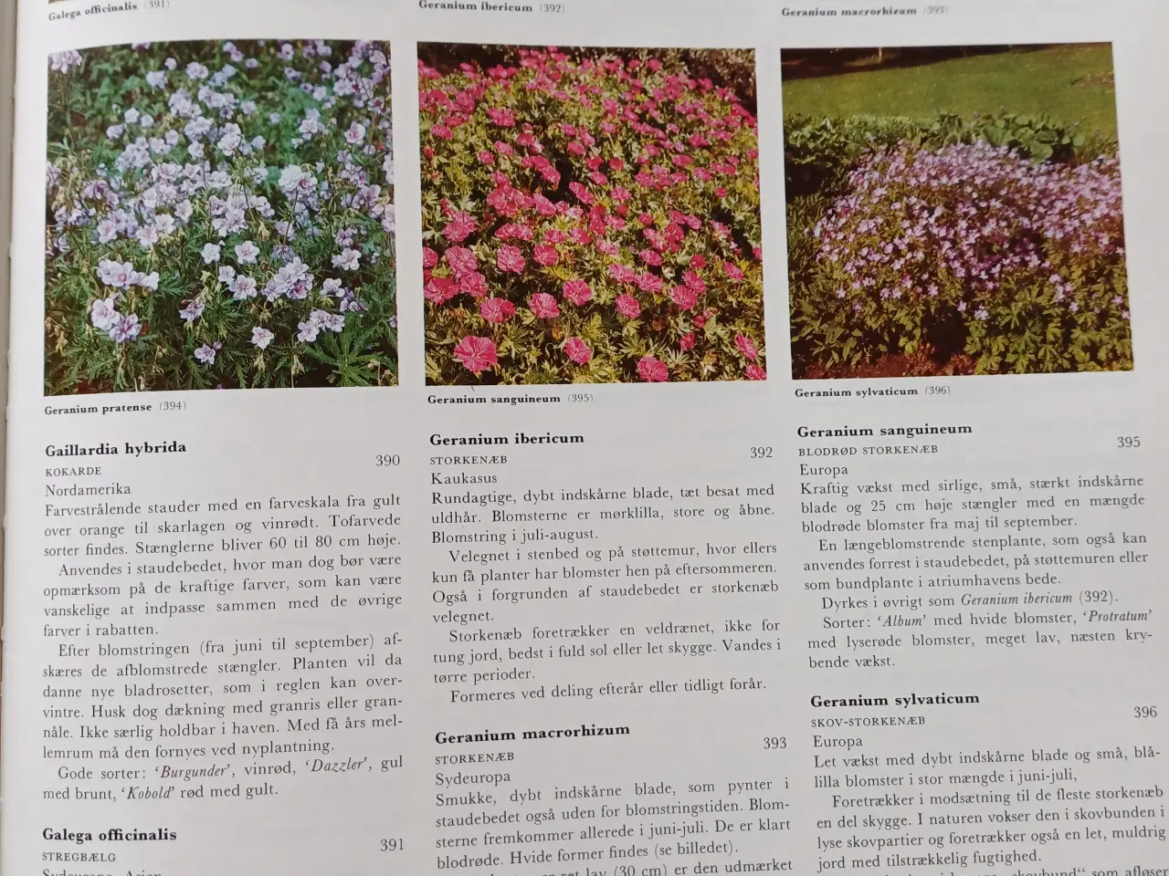 Billede 6 - Lademanns Blomsteratlas af Hay,Roy & Patrick Synge