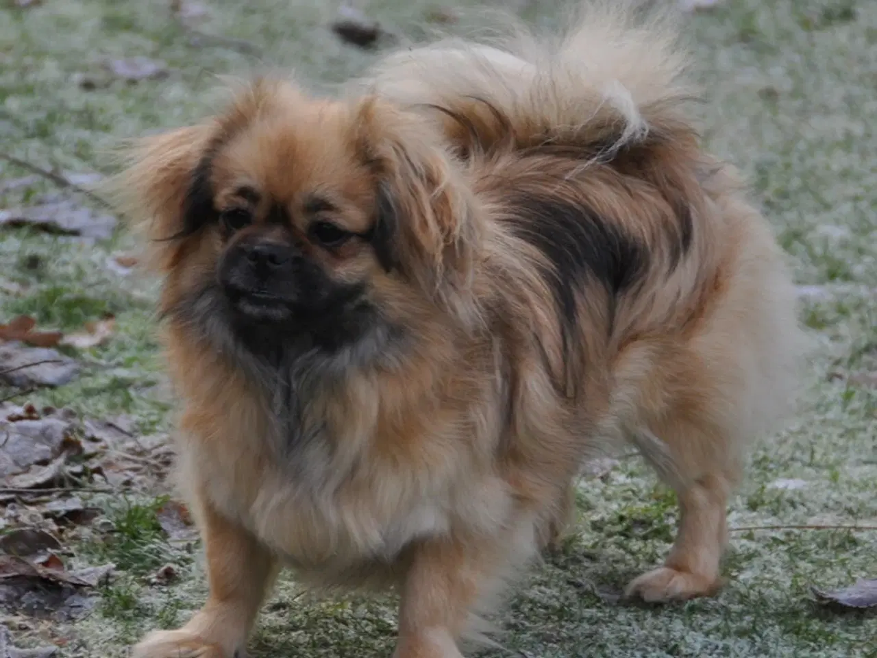 Billede 8 - Tibetansk Spaniel - pige 22 mdr.
