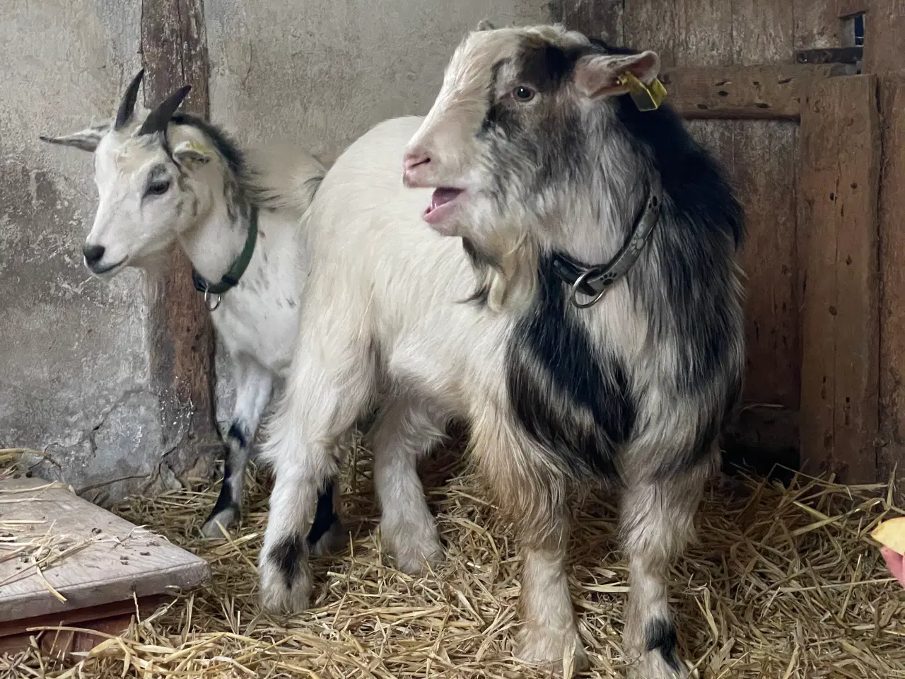 Billede 6 - 2 Dværggeder