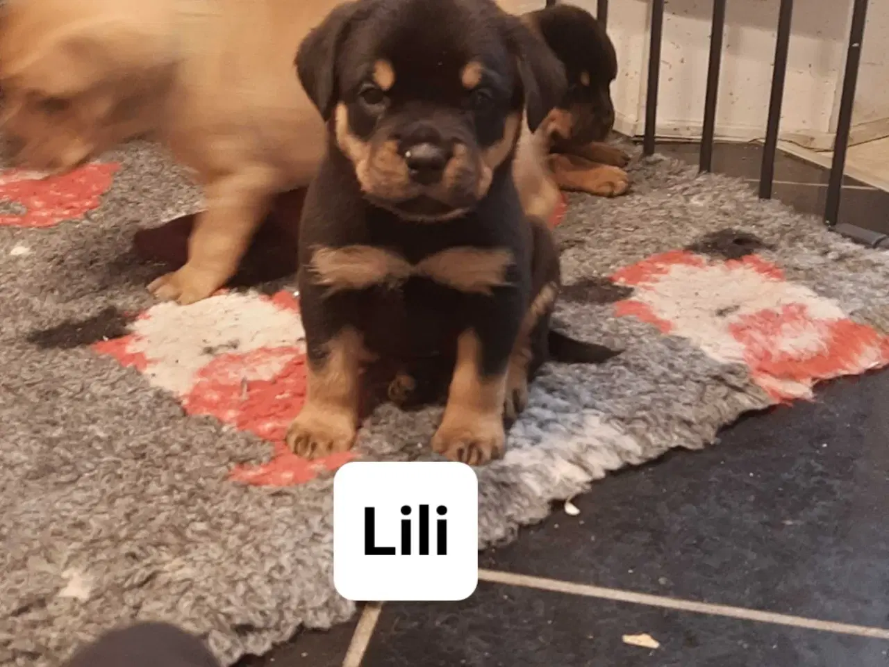 Billede 4 - Super skønne " Rott De Bordeaux " hvalpe 
