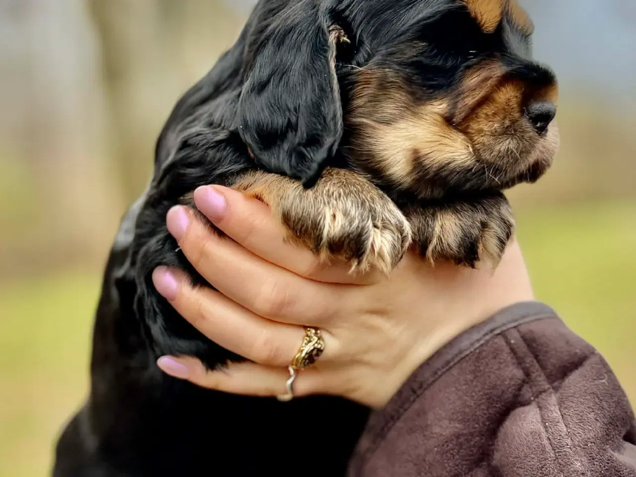 Billede 1 - Gordon Cocker hvalp