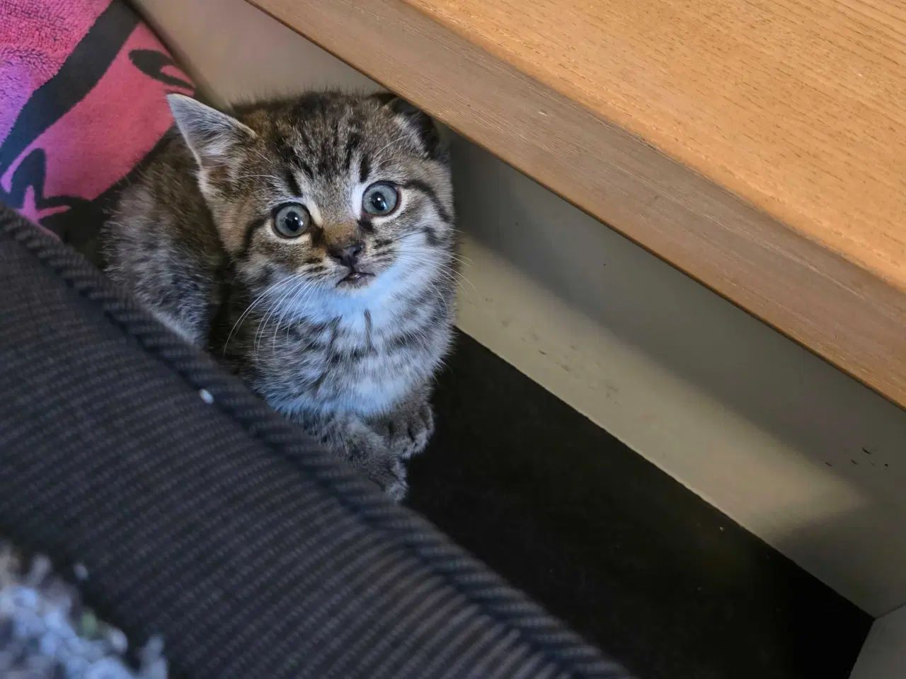 Billede 3 - Søde kattekillinger - 5 killinger