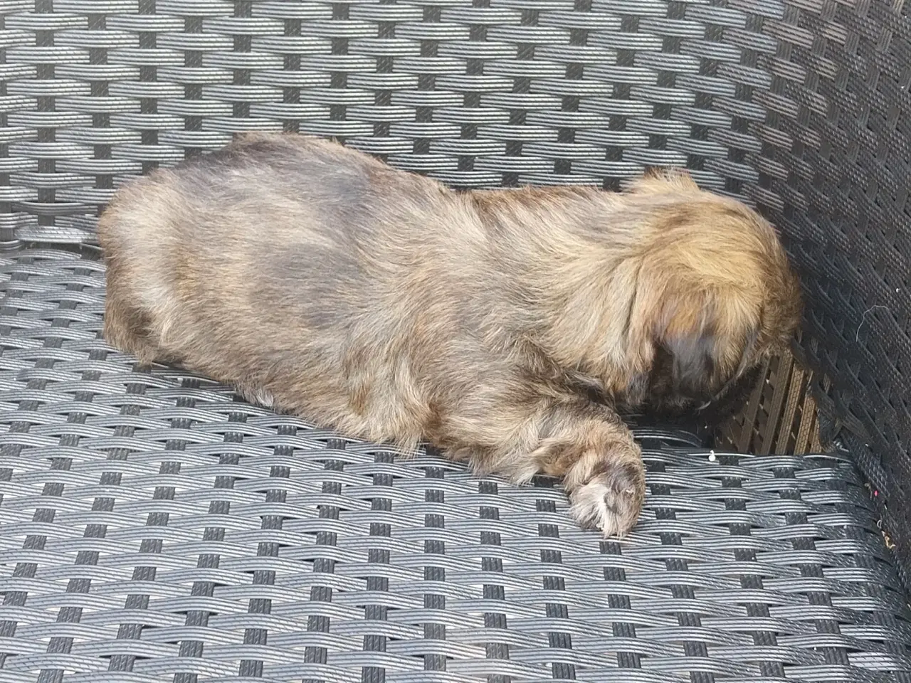 Billede 3 - Shih Tzu hvalpe