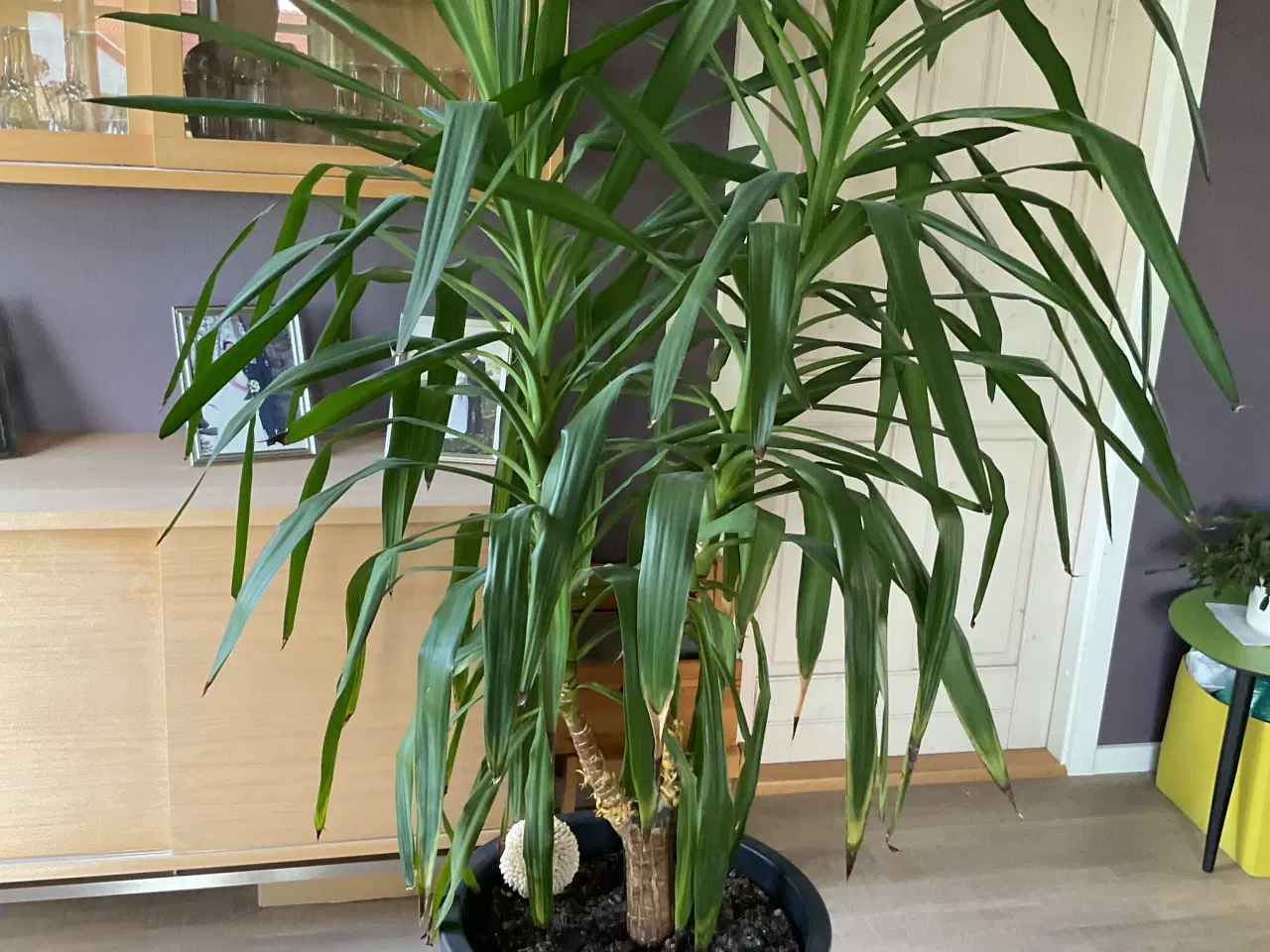 Billede 1 - Yucca elephantipes
