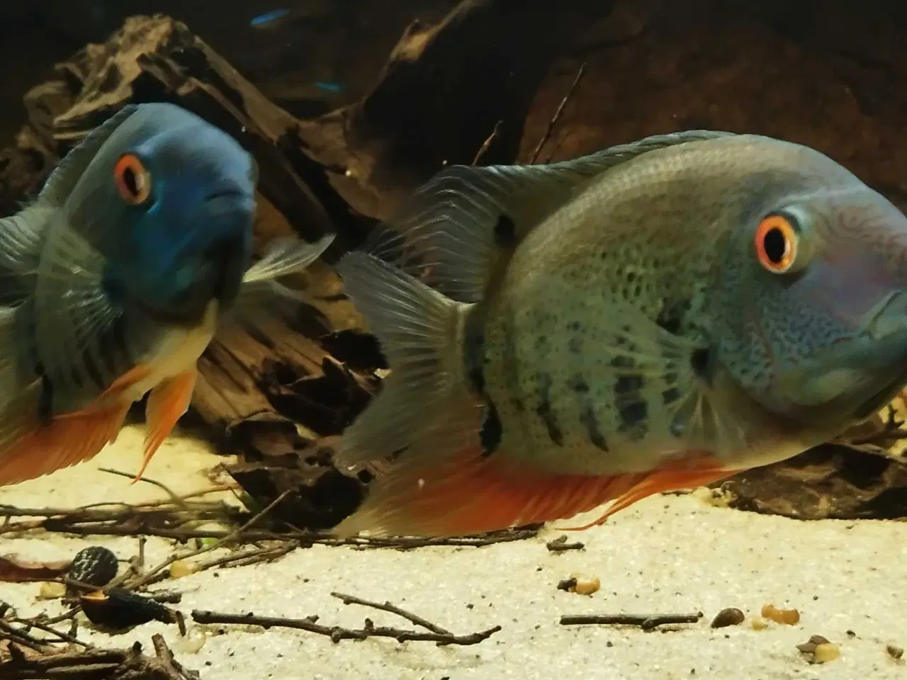 Billede 1 - Red shoulder sevrum unger