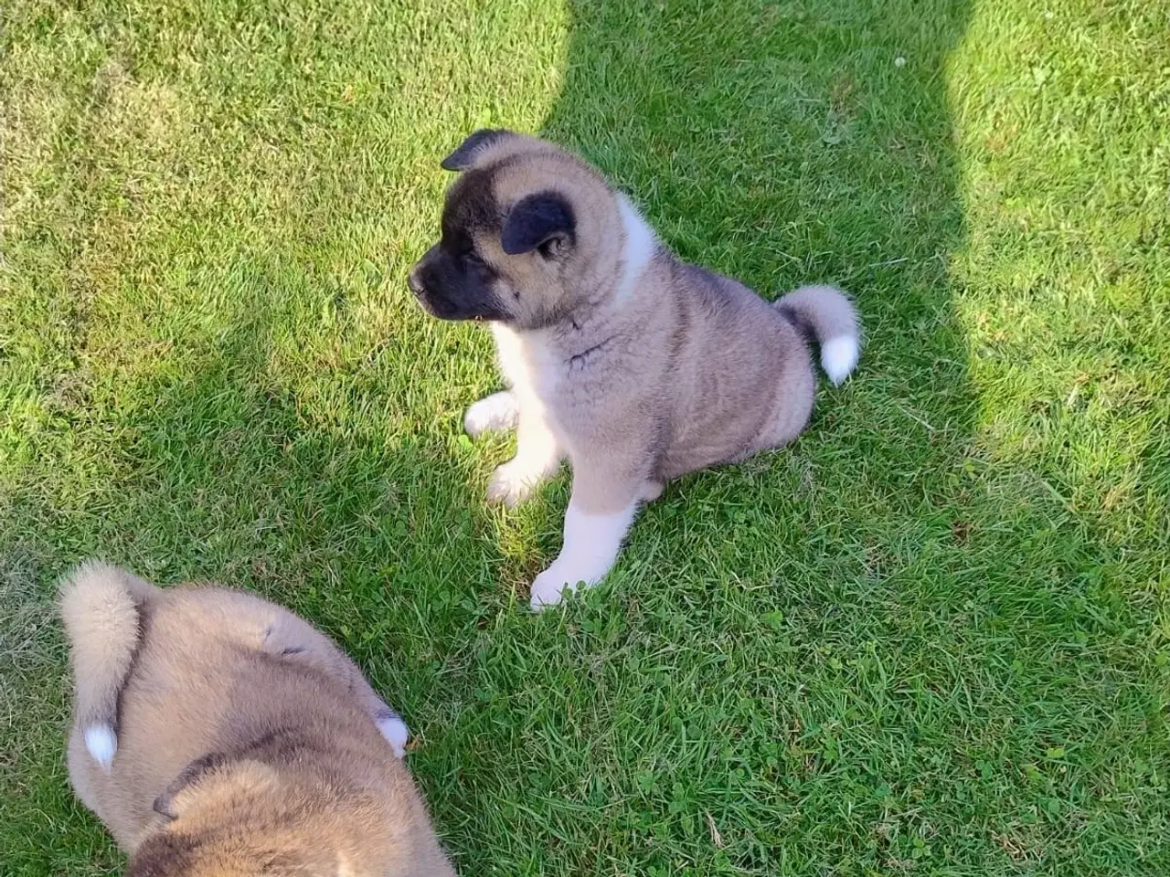 Billede 8 - Hundehvalpe Akita American 