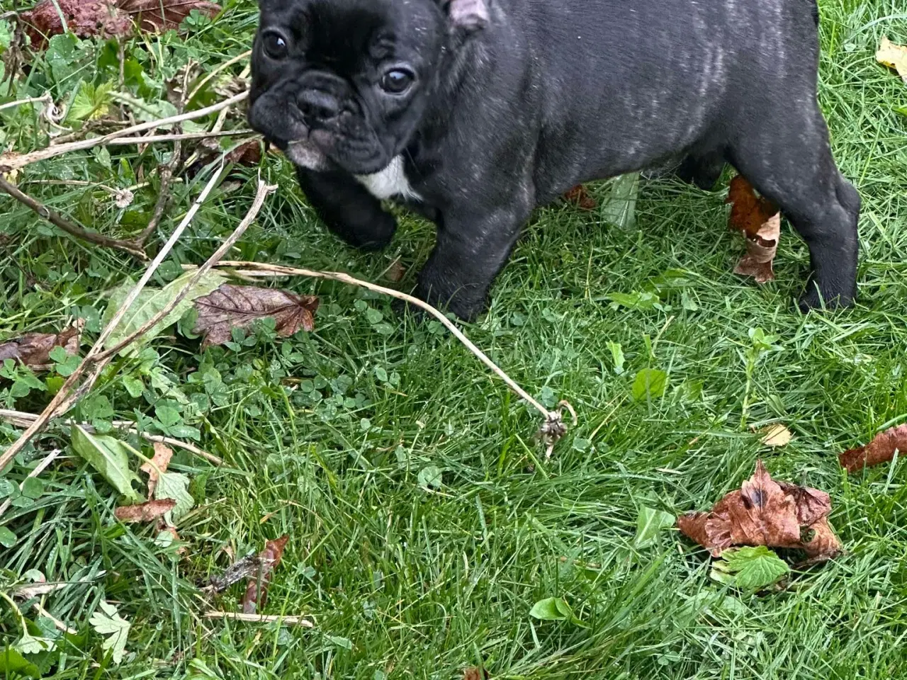 Billede 11 - Fransk bulldog brindle/ blå