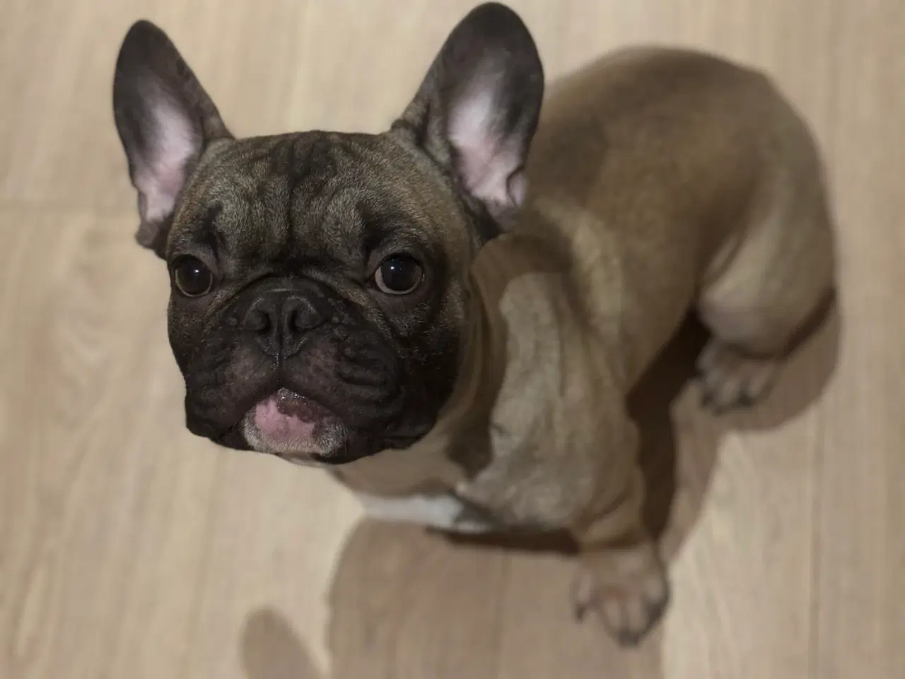 Billede 1 - Fransk bulldog, han hund.