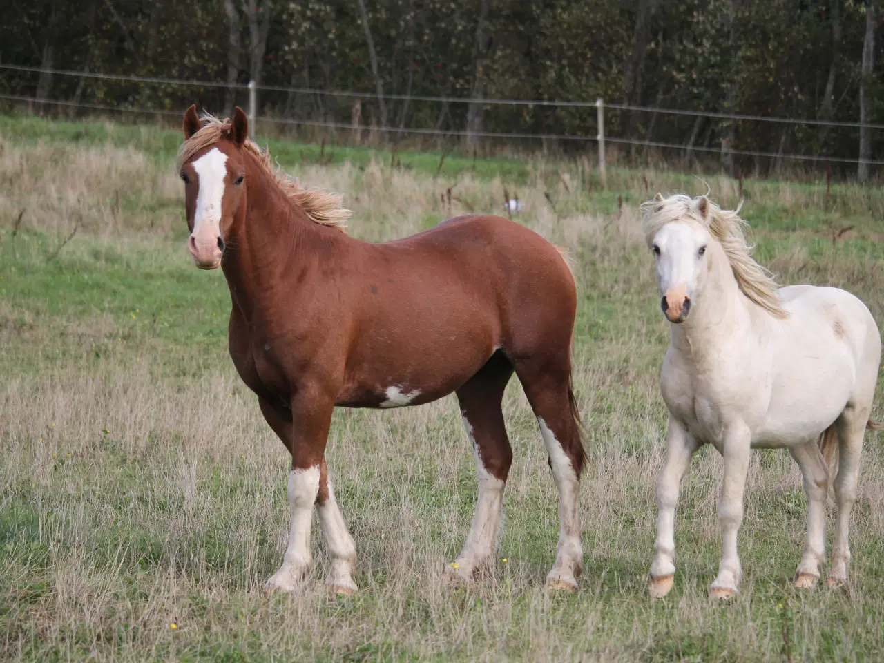 Billede 2 - Welsh sec C hingst 2år (Kat 2)