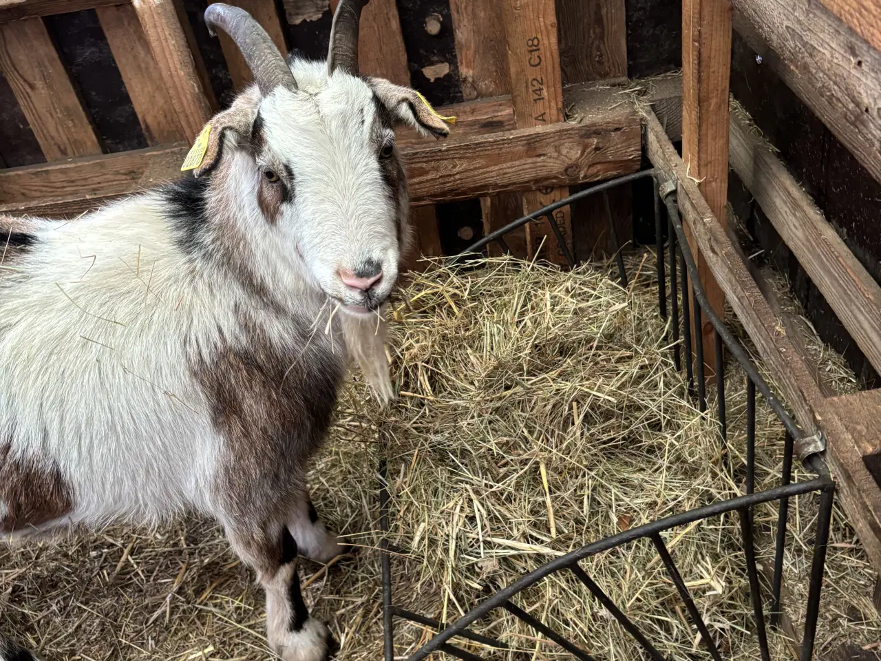 Billede 4 - Fire søde geder