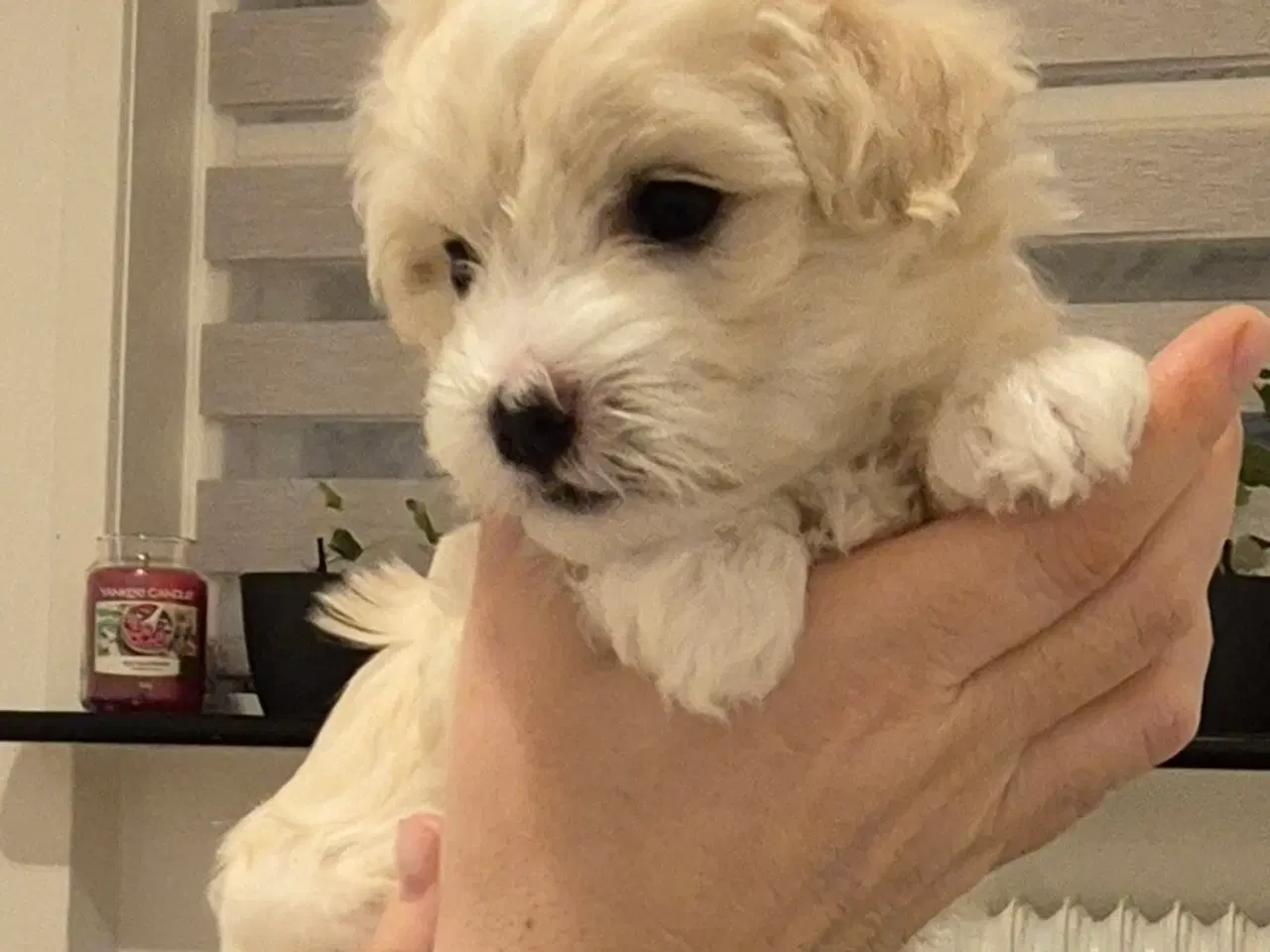 Billede 5 - Skønne malteserhvalpe søger deres nye