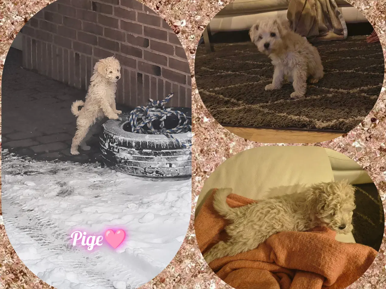 Billede 2 - Vi ønsker et nyt hjem ♥️ vi er mellem puddeler 