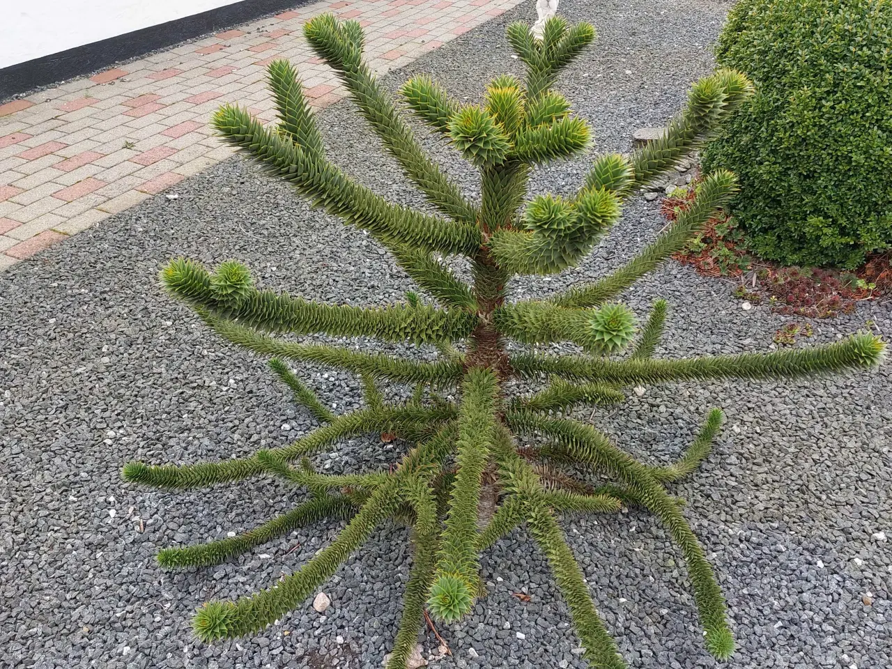 Billede 2 - Træ abernes skræk