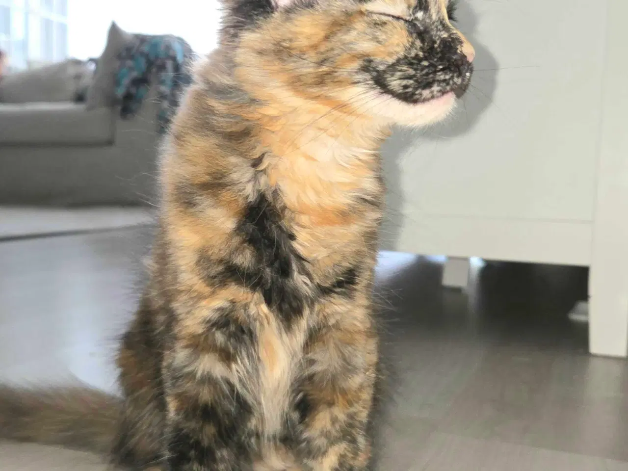 Billede 5 - De sødeste Maine coon killinger
