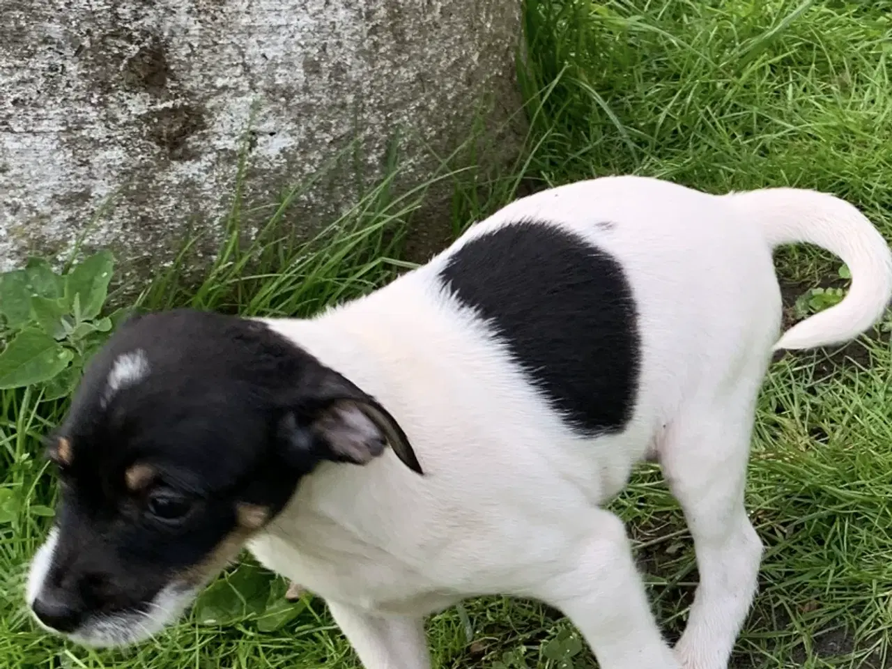 Billede 9 - Dansk/Svensk gårdehunde hvalpe 