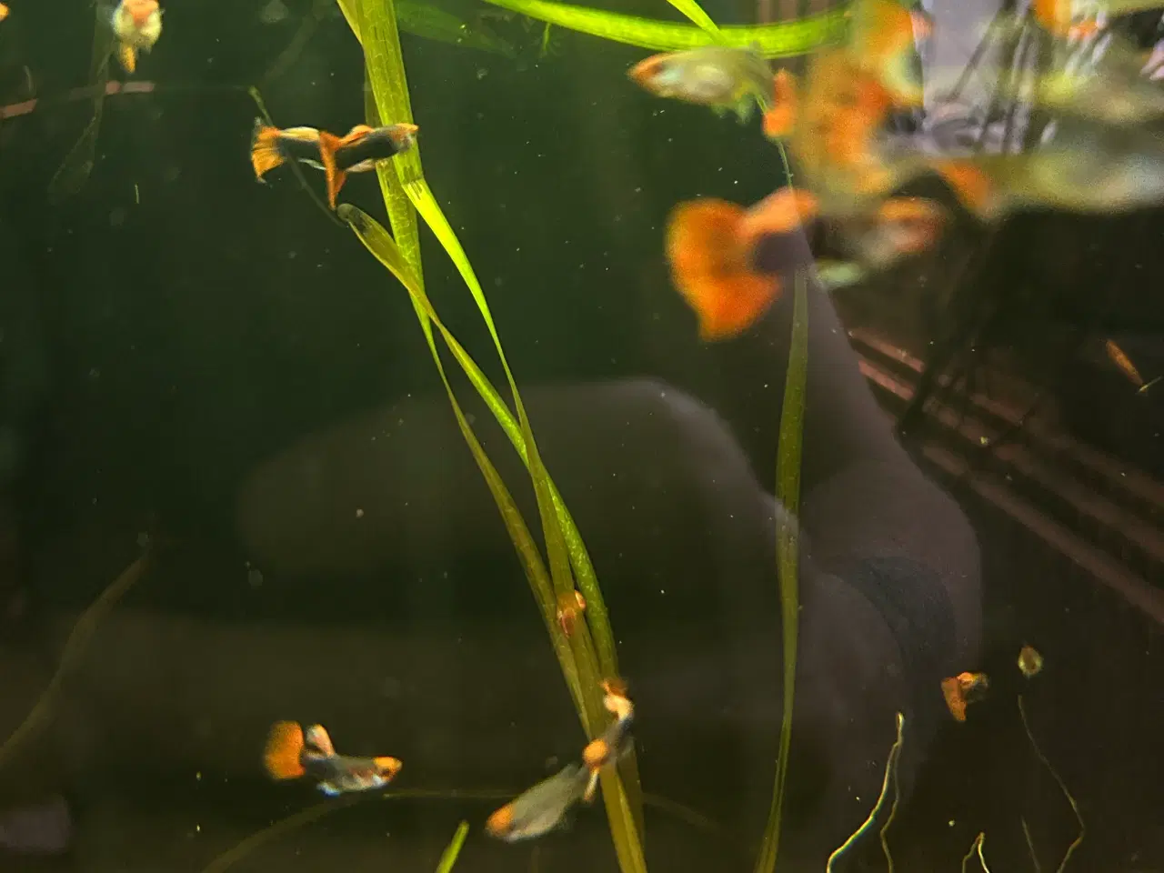 Billede 10 - ❤️🐟 Rednose Dumbo Guppy – Smuk Kontrast (unger)