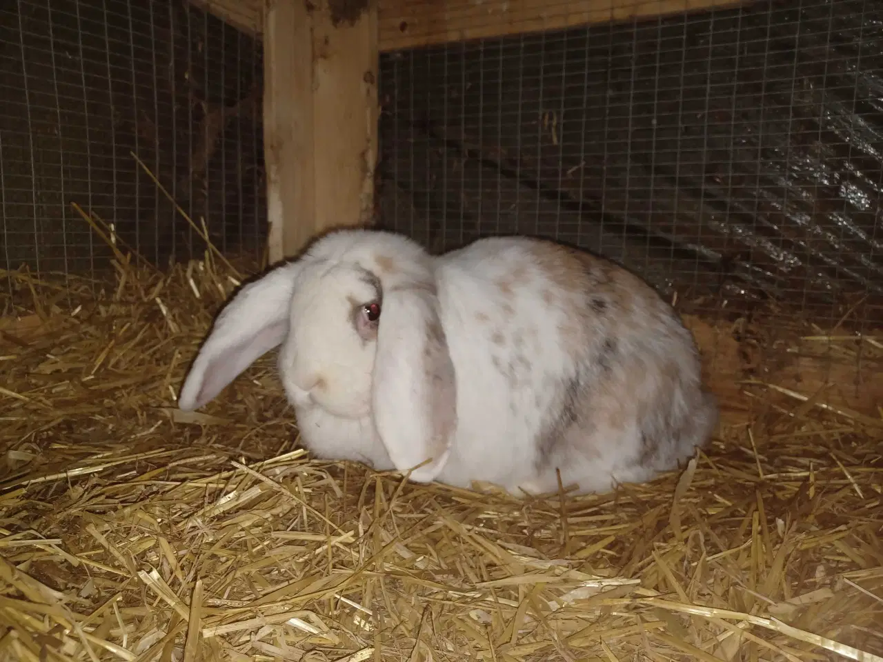 Billede 1 - Fransk vædder hun