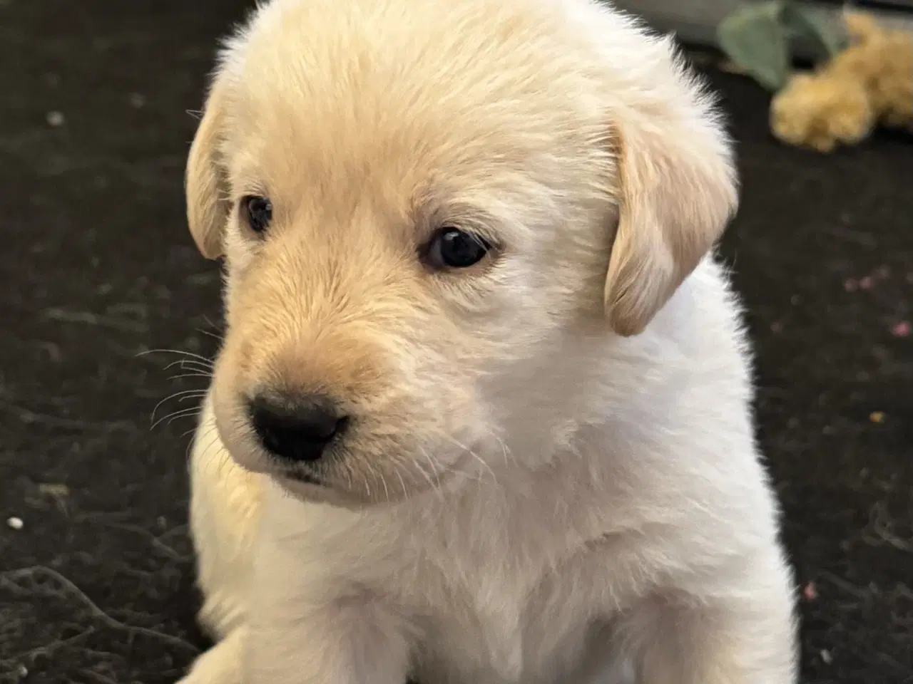 Billede 5 - Lækre Labrador hvalpe