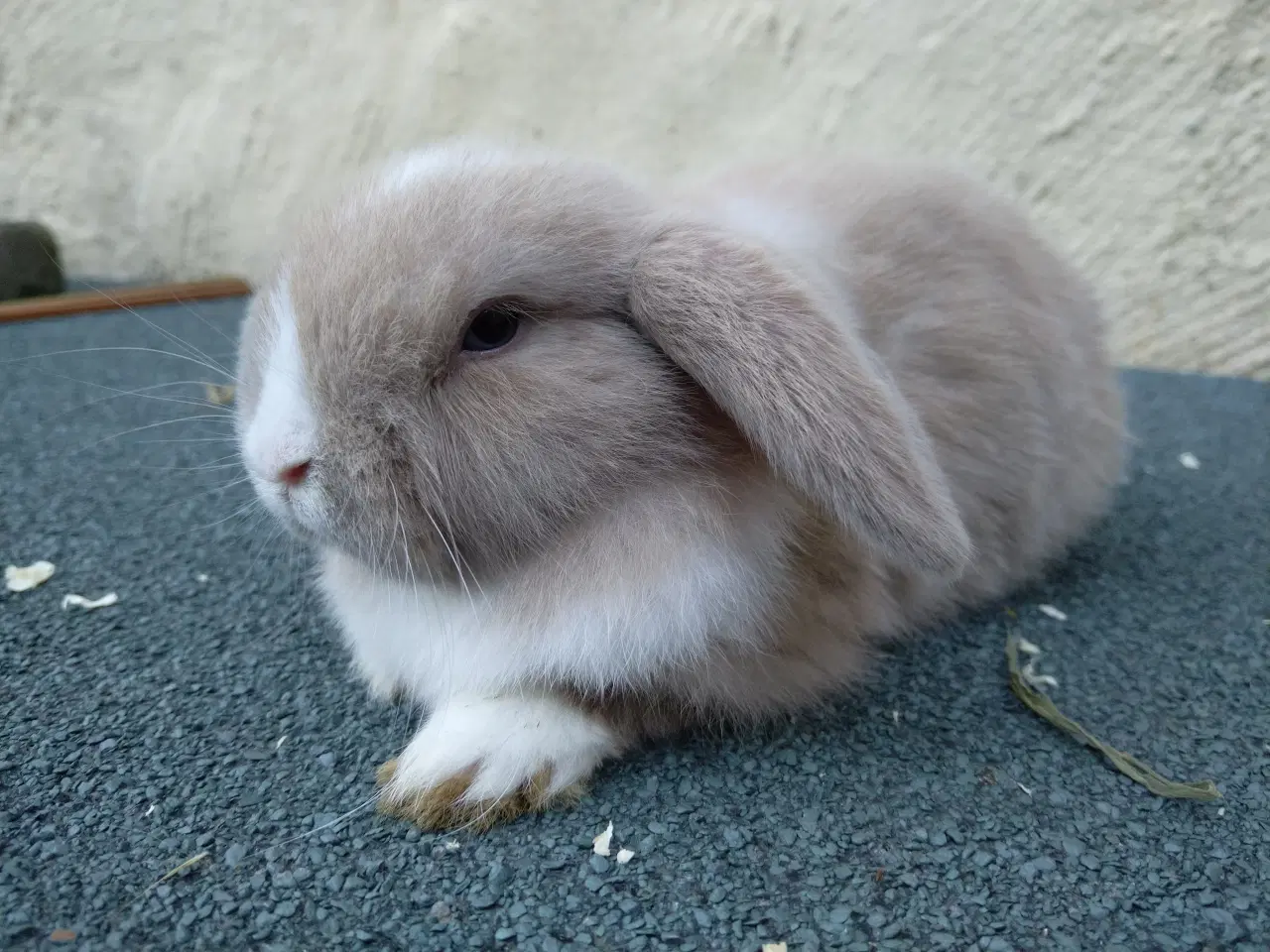 Billede 6 - Mini Lop UK, raceren 