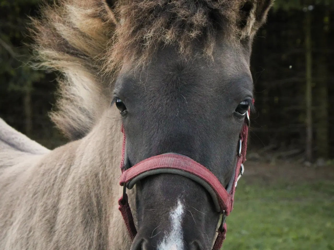Billede 7 - Skønneste islænder hoppeføl!