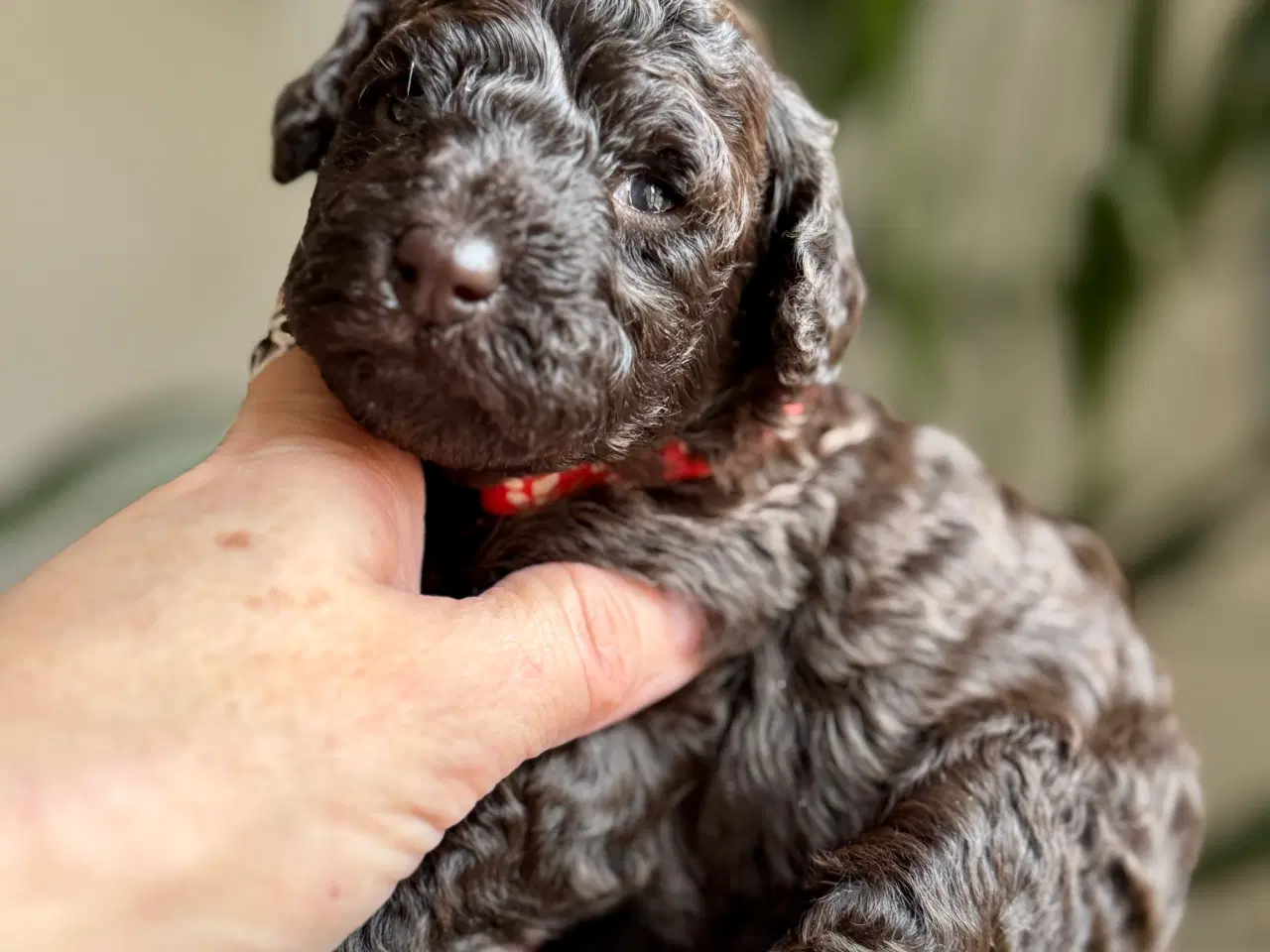 Billede 5 - Toy/dværg pudler fra avlsgodkendte forældre.