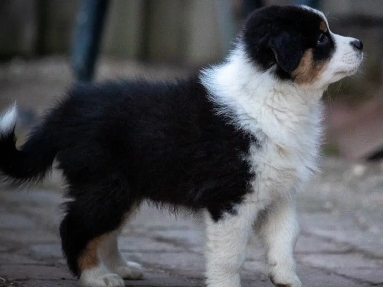 Billede 2 - Australian Shepherd hvalp