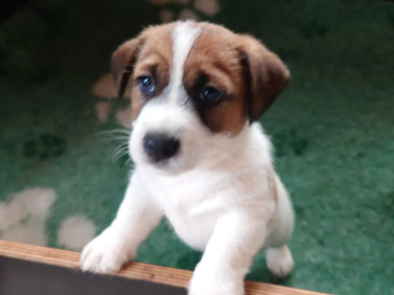 Billede 6 - Jack Russell hvalpe (lavbenet type)
