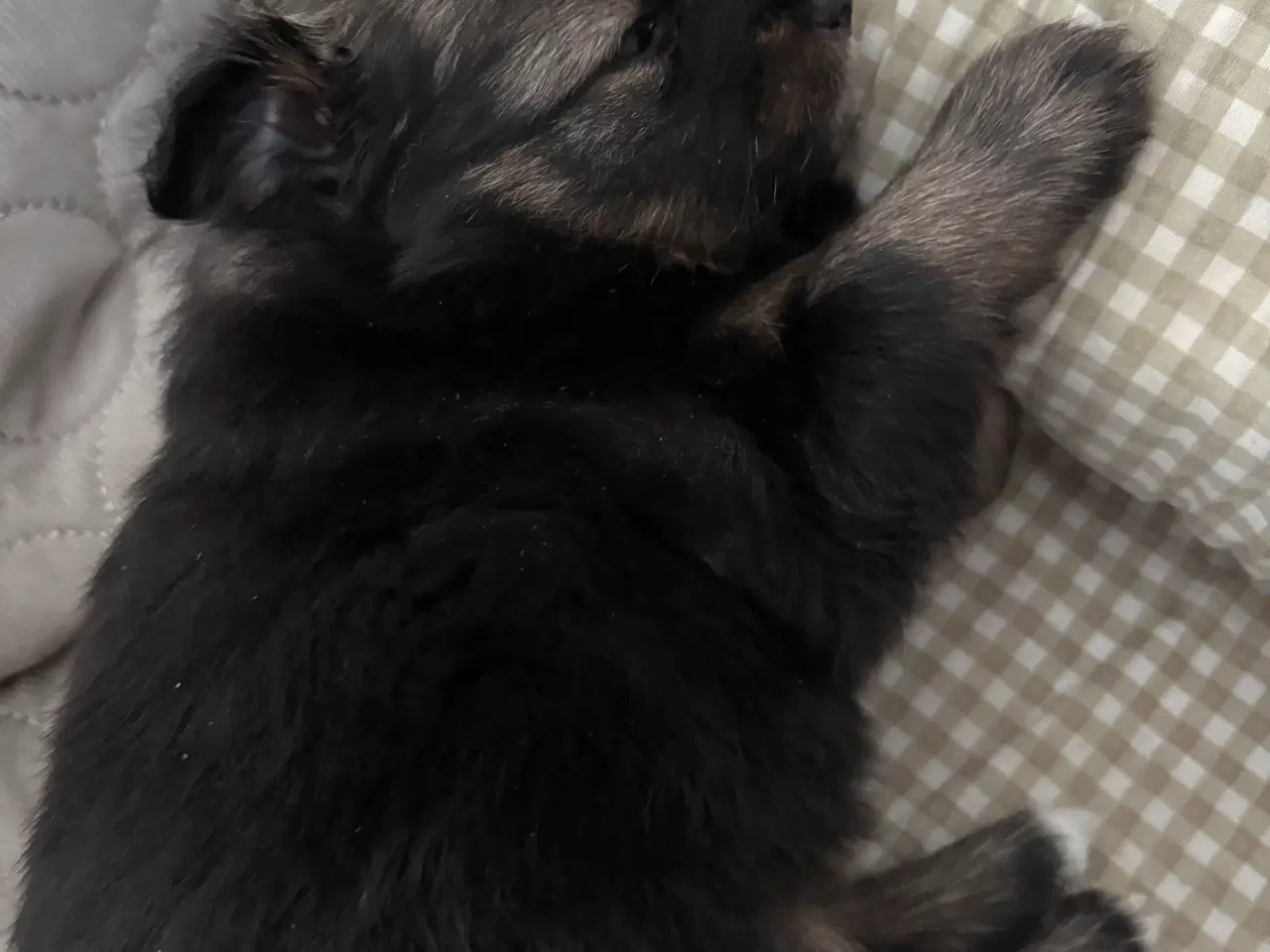 Billede 11 - Pomeranian hvalpe 