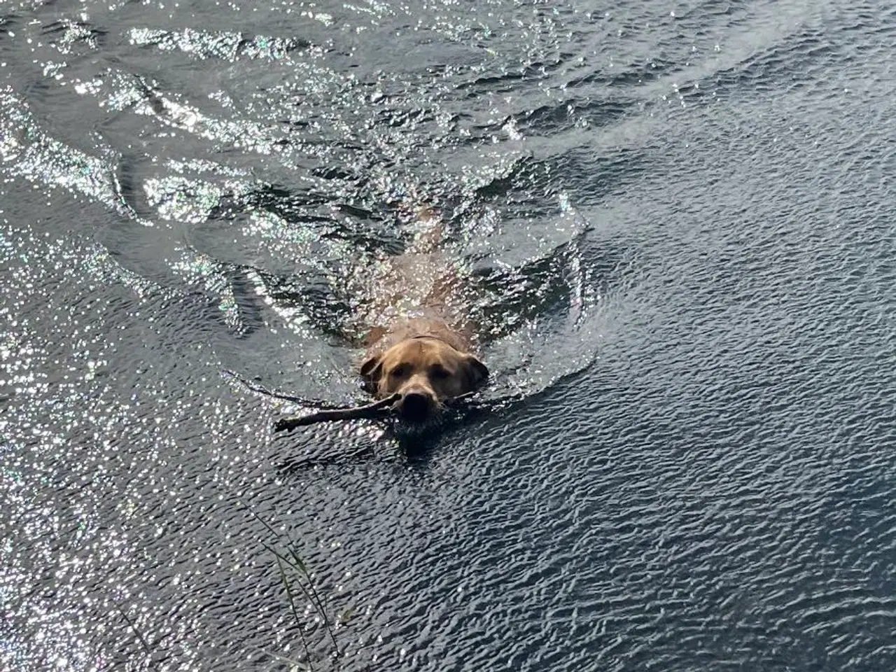 Billede 1 - Rød/gul labrador tilbydes til parring
