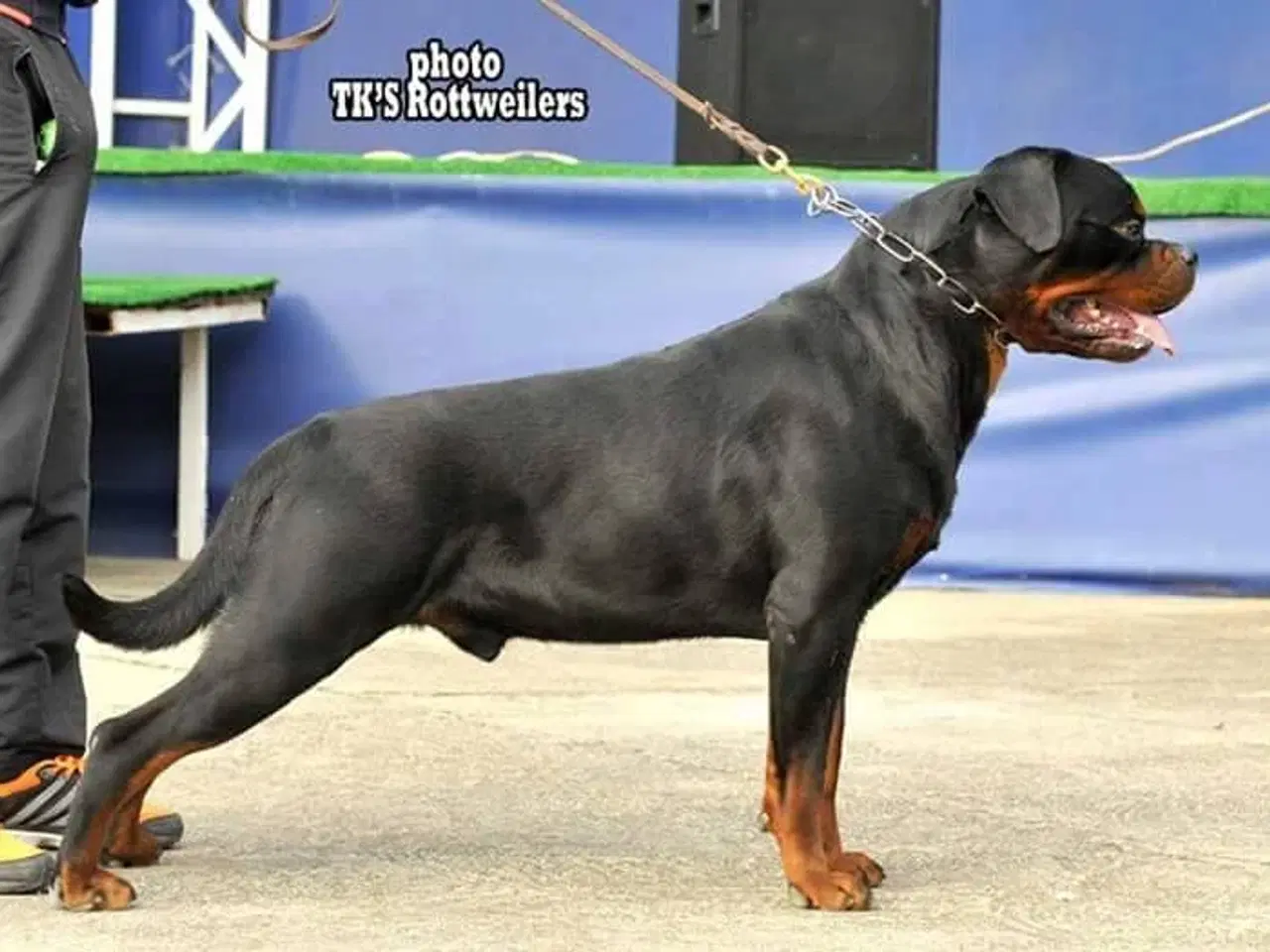 Billede 10 - 5 mdr rottweiler hanner af den gl tunge type