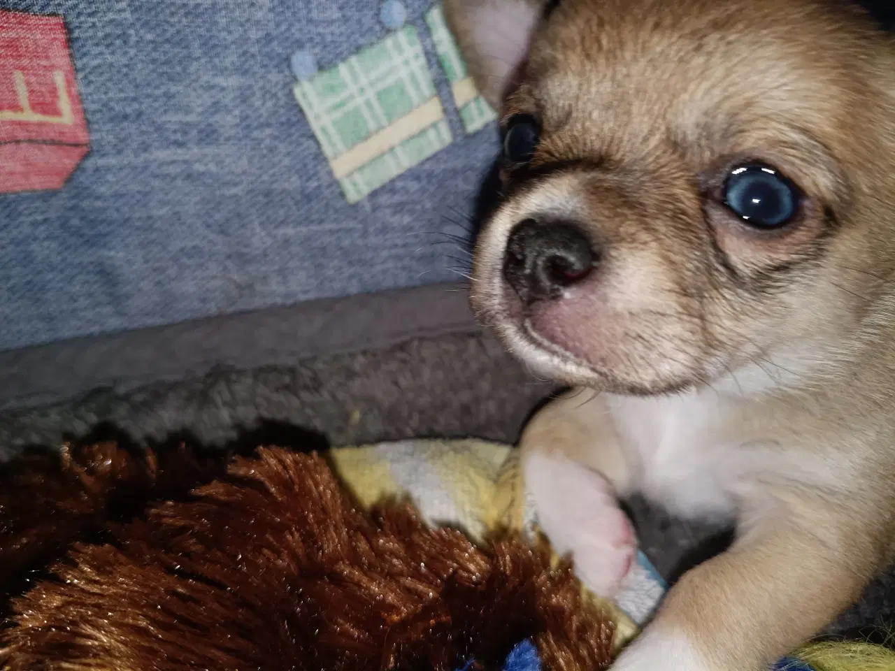 Billede 7 - Ægte chihuahua hvalpe 