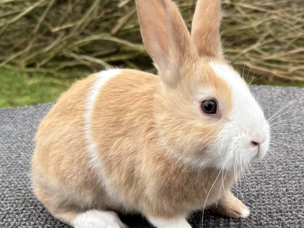 Billede 11 - HOLLÆNDER HAN MADAGASCAR