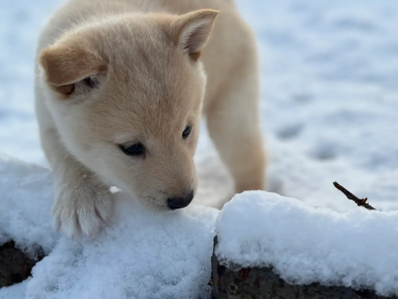 Billede 3 - Hundehvalpe Shiba Inu/Islandsk fårehund