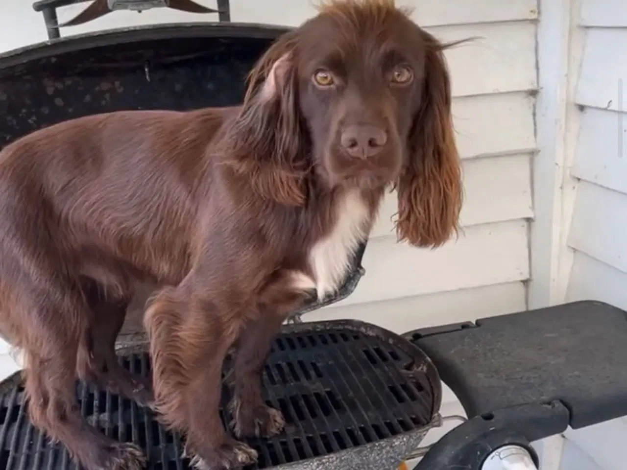 Billede 1 - ft Cocker hvalpe 