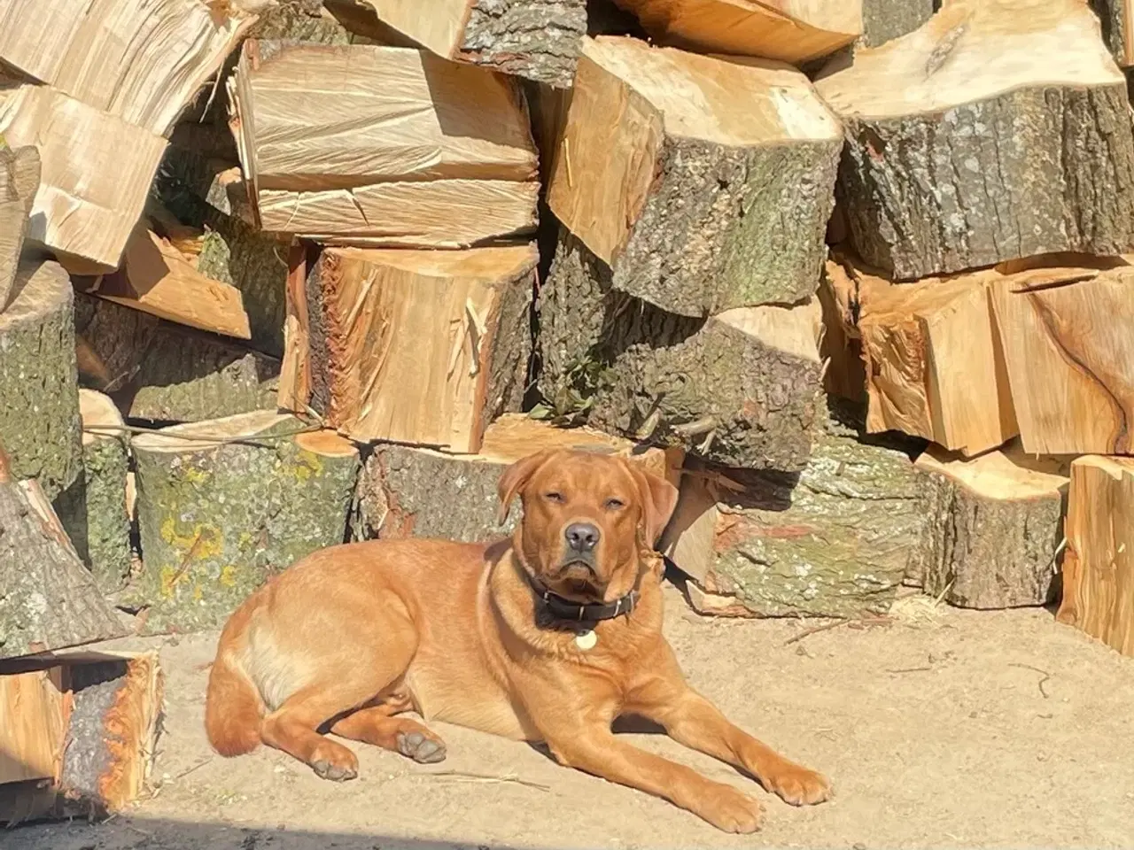 Billede 2 - Fox red labrador hvalpe