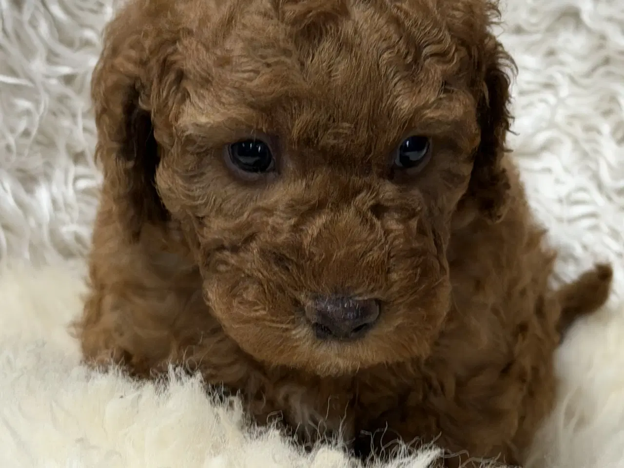 Billede 9 - Skønne Doodldoodle hvalpe 